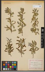 Foto von Salix alba L.